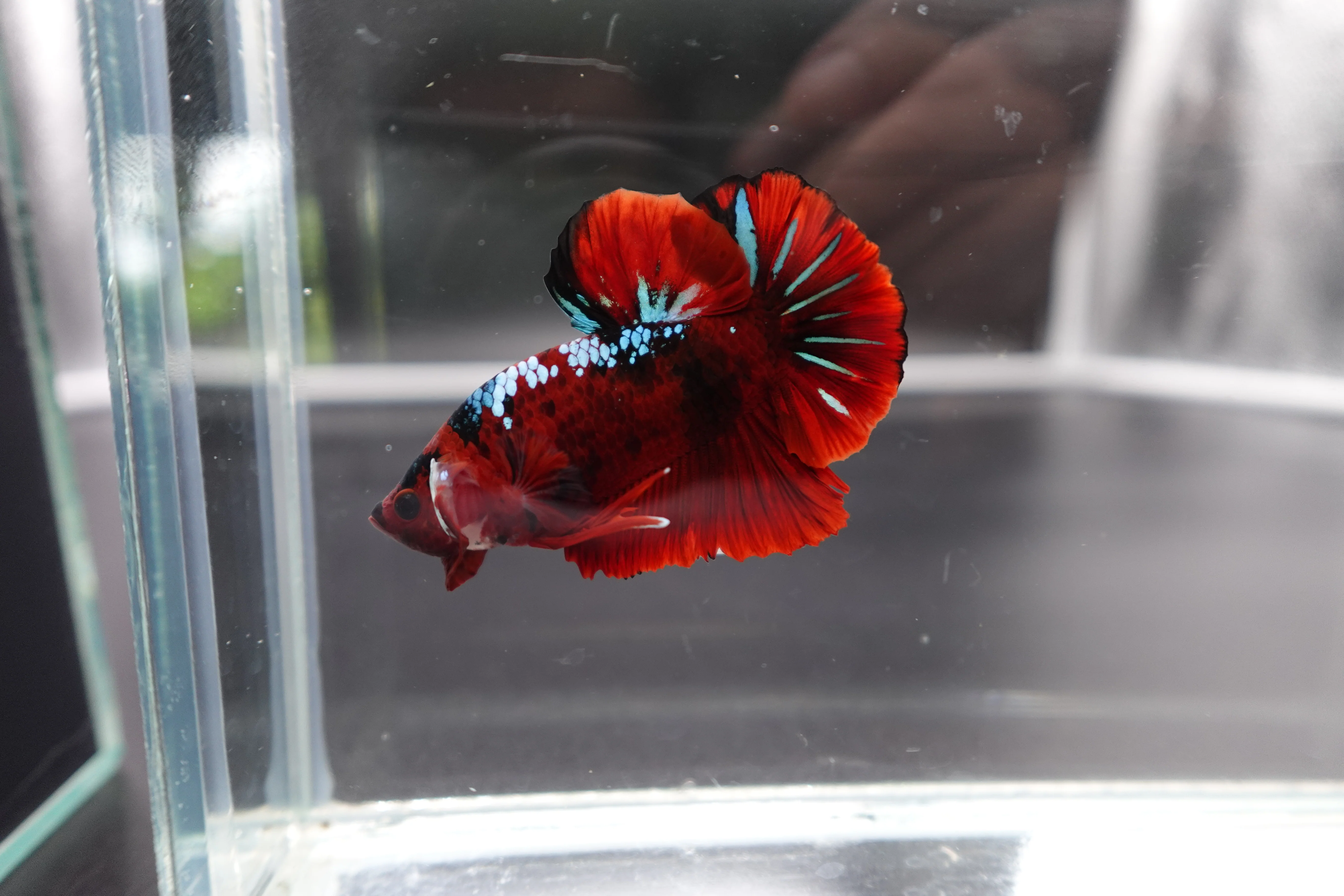 Rare Koi Multicolors Betta Fish (Male) - Image 2