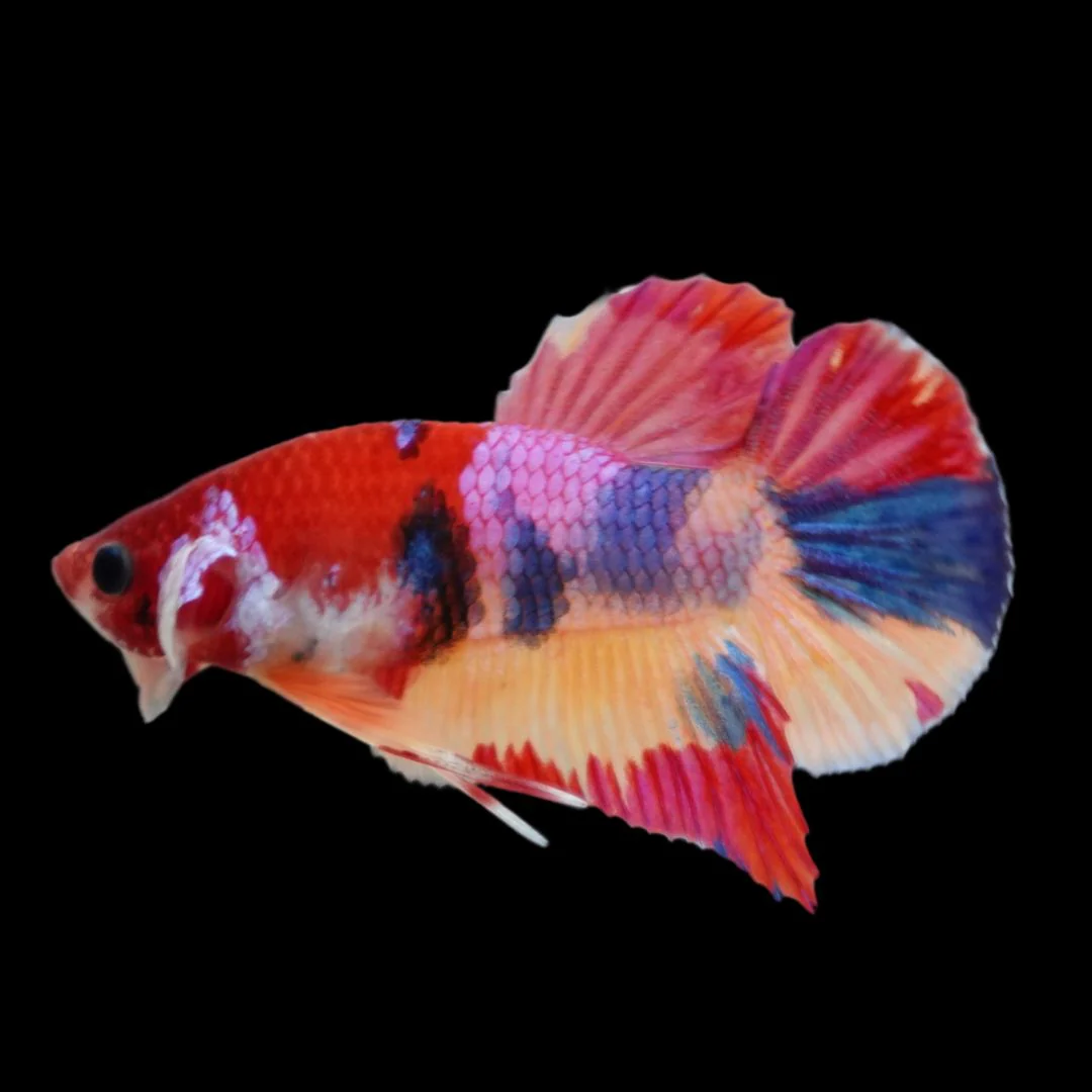 Rare Koi Multicolors Betta Fish (Male)