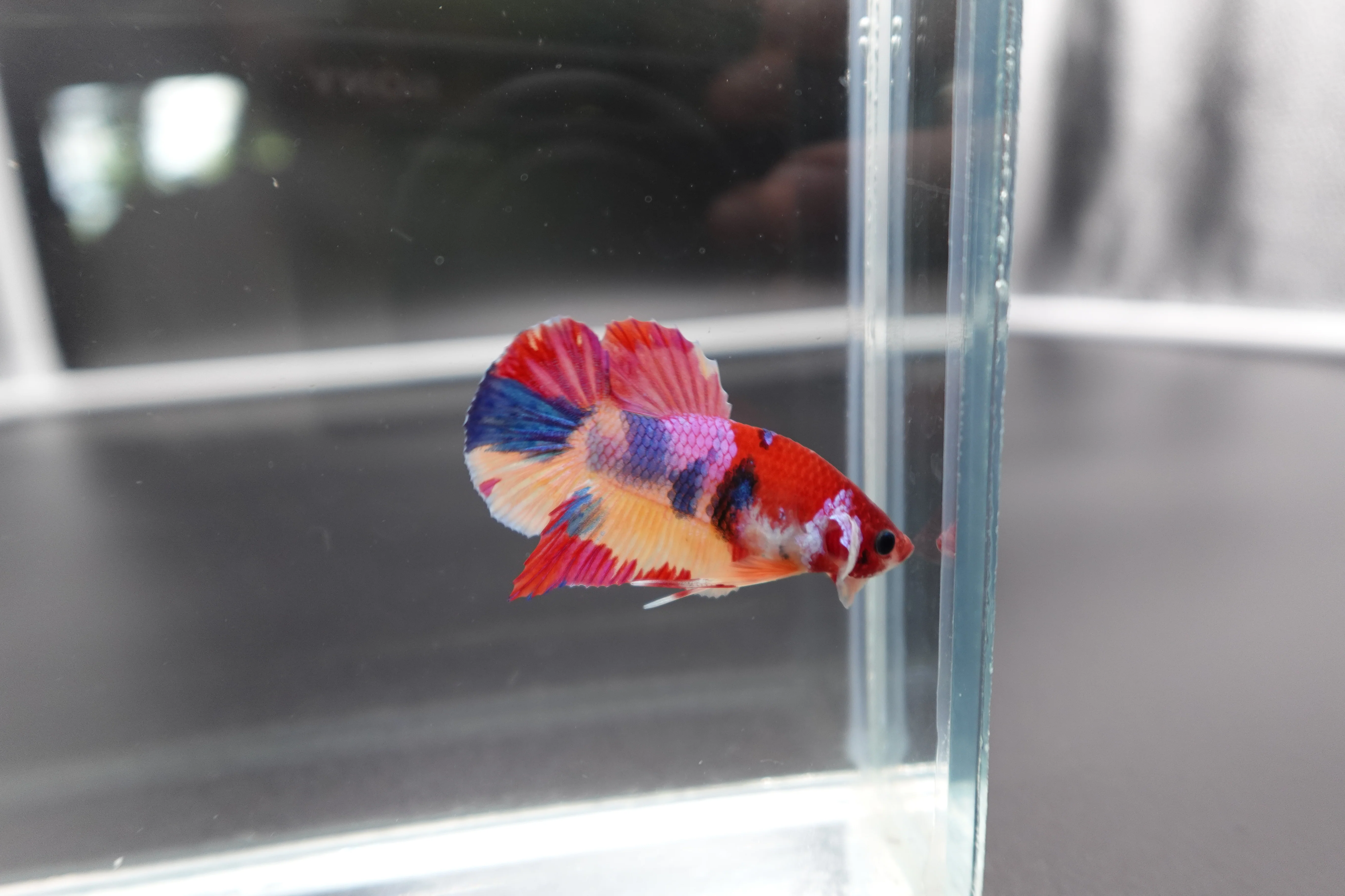 Rare Koi Multicolors Betta Fish (Male) - Image 2