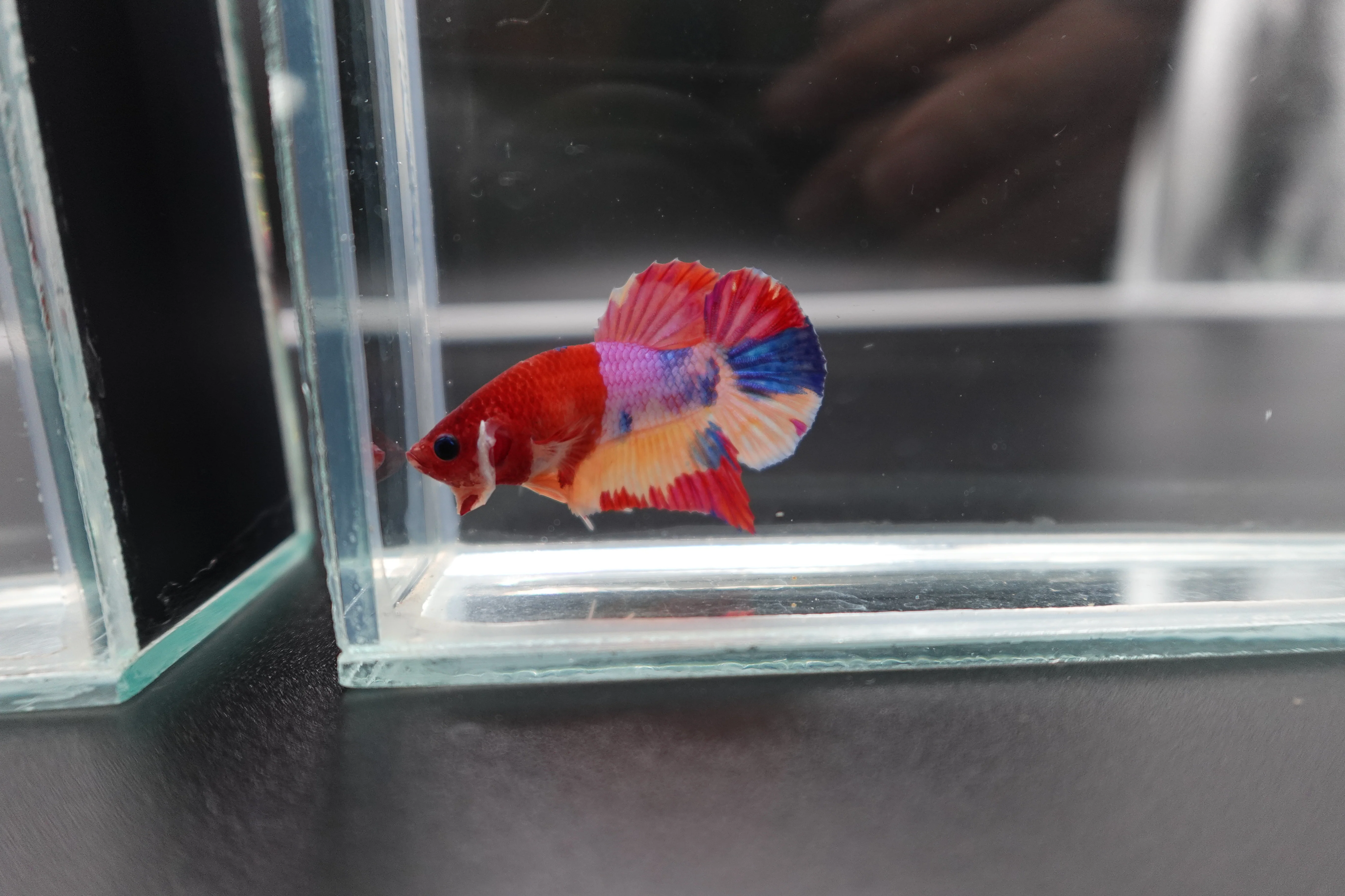 Rare Koi Multicolors Betta Fish (Male) - Image 3