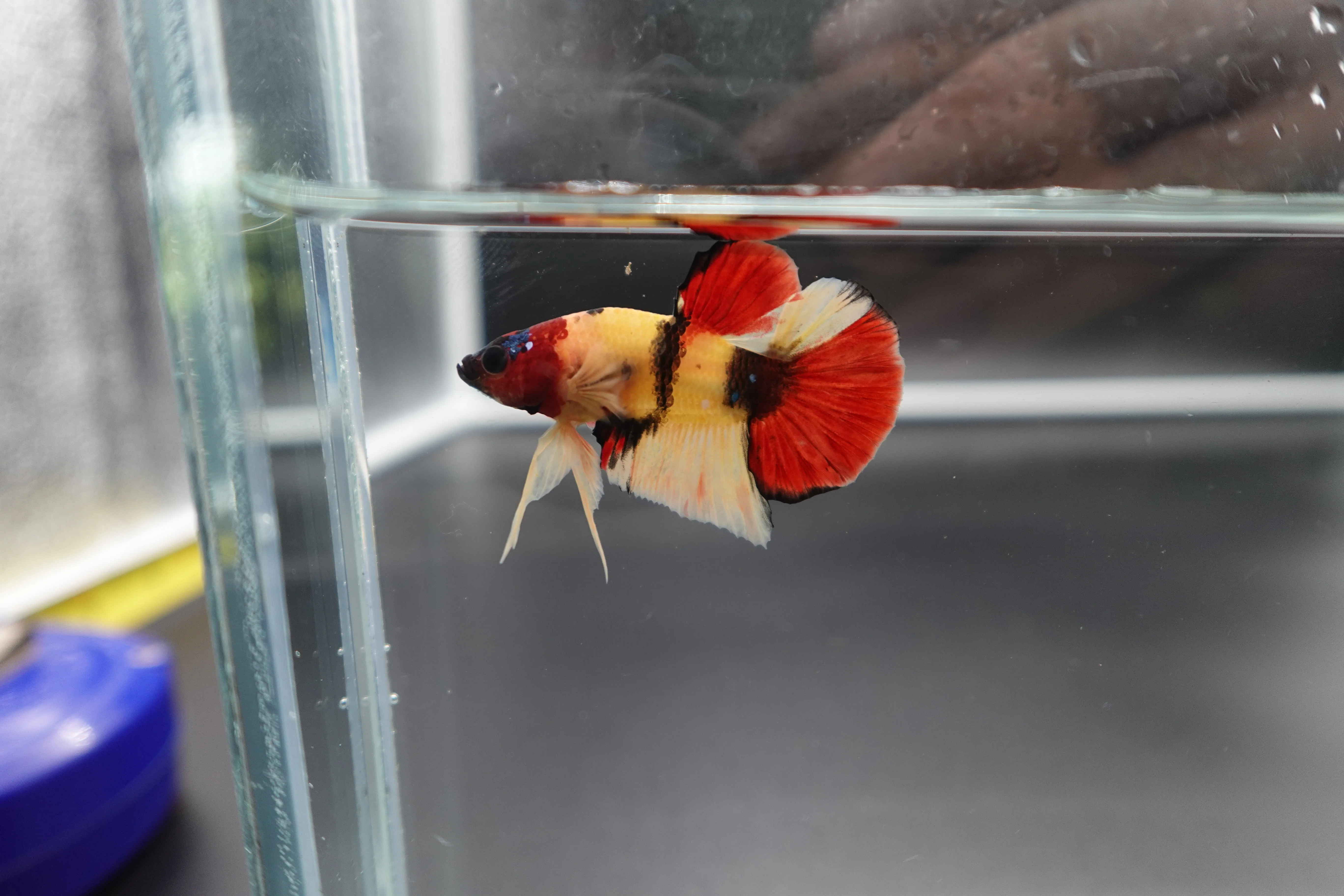 Rare Koi Multicolors Betta Fish (Male) - Image 2