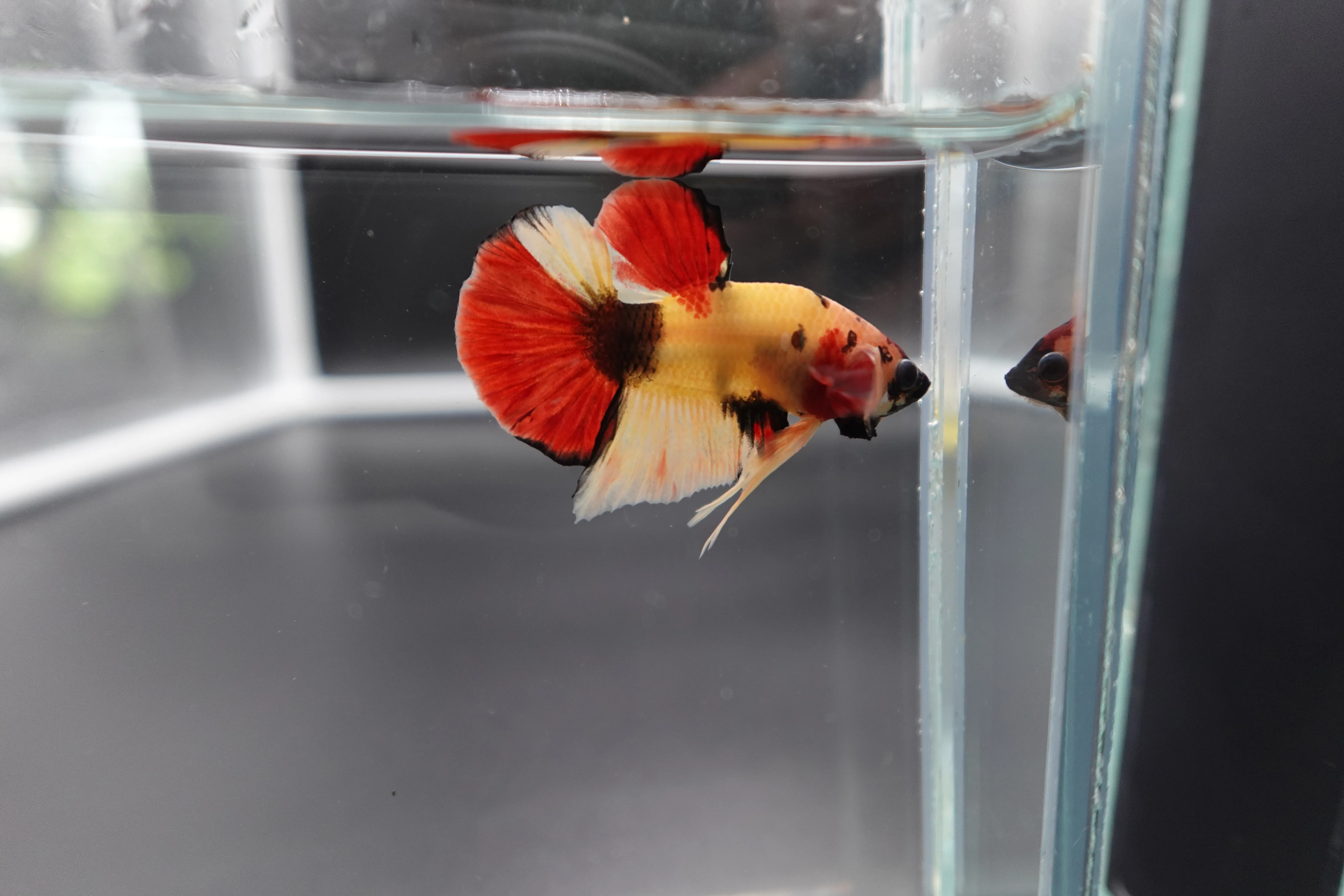 Rare Koi Multicolors Betta Fish (Male) - Image 3