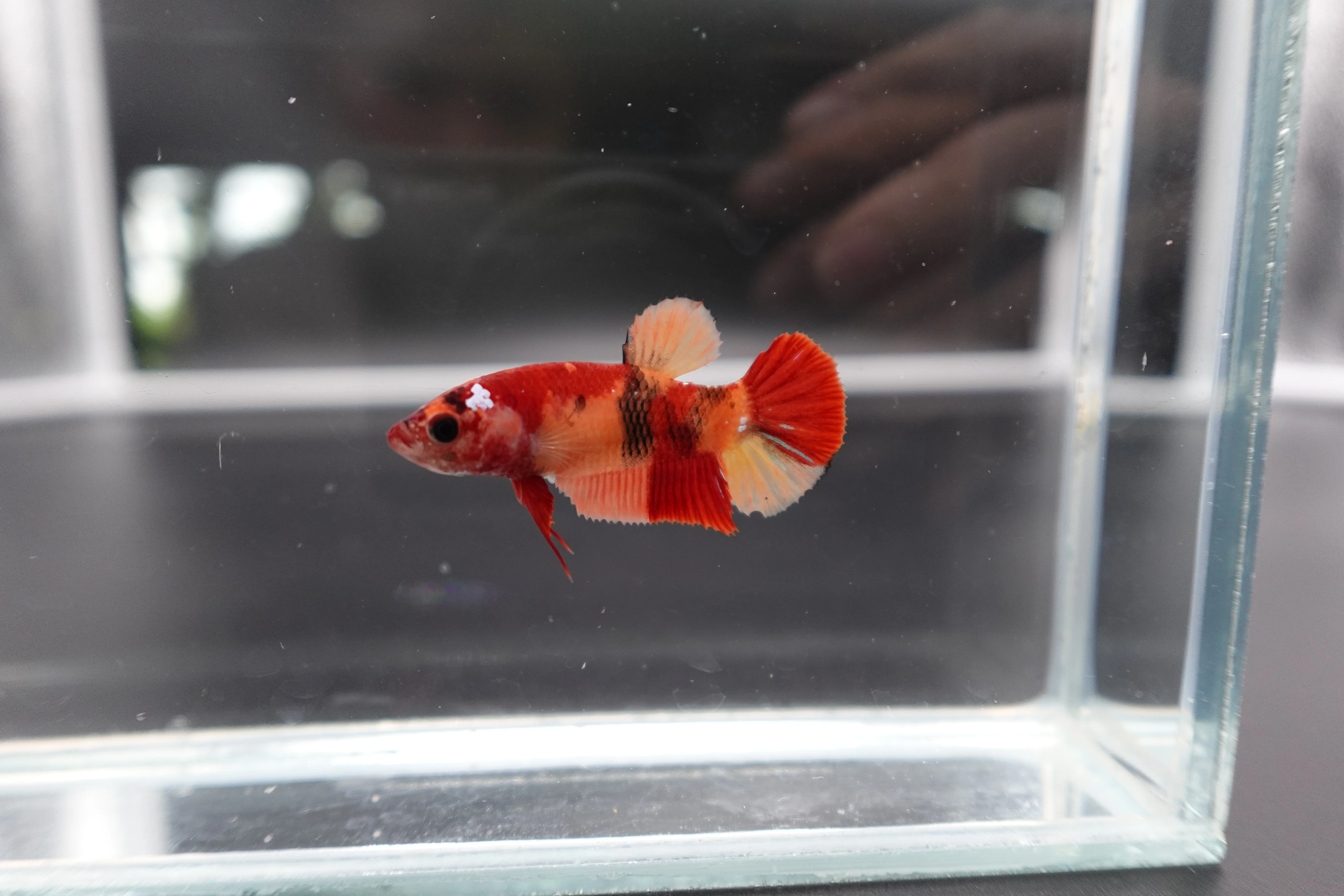 Rare Koi Multicolors Betta Fish (Male) - Image 2