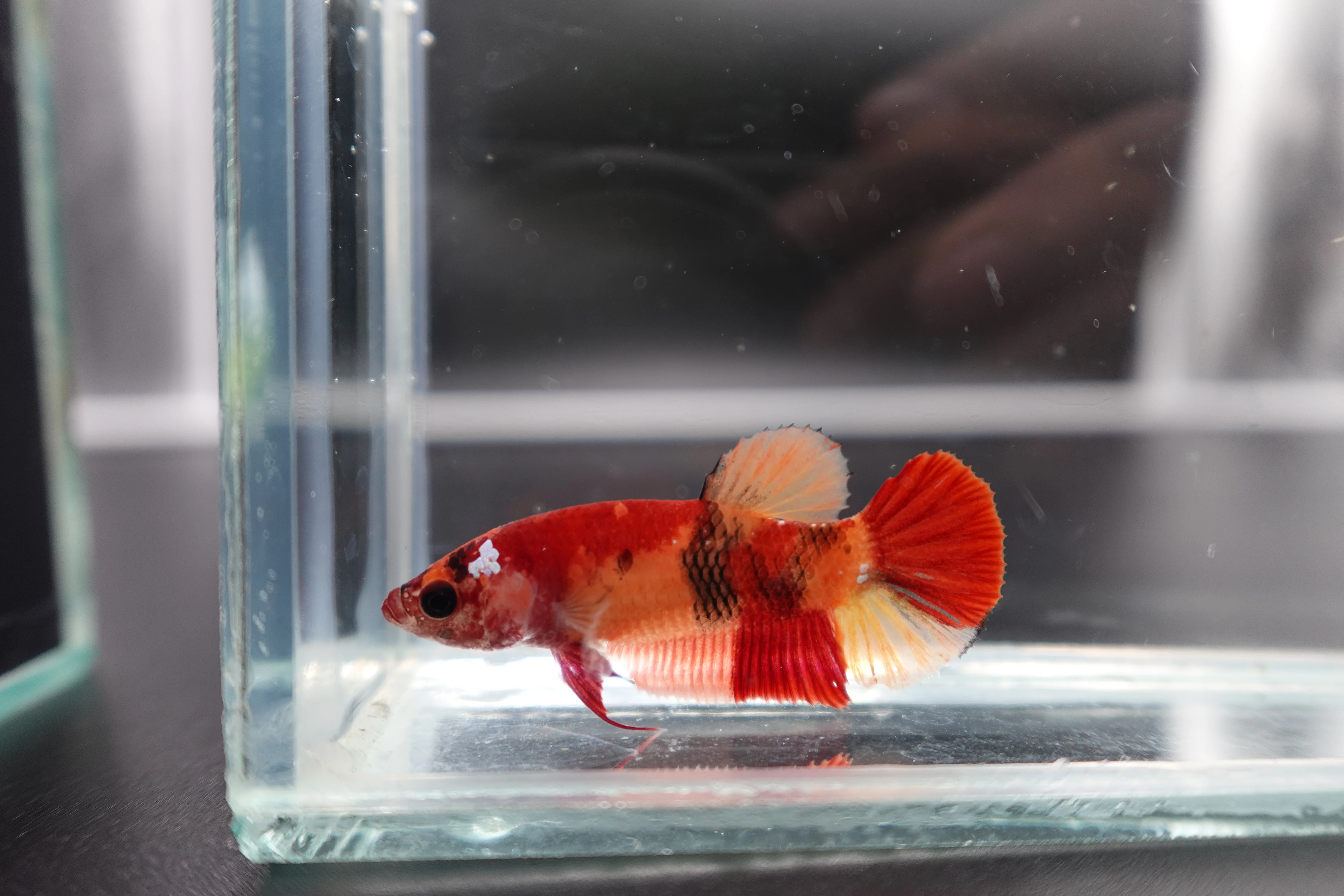 Rare Koi Multicolors Betta Fish (Male) - Image 3