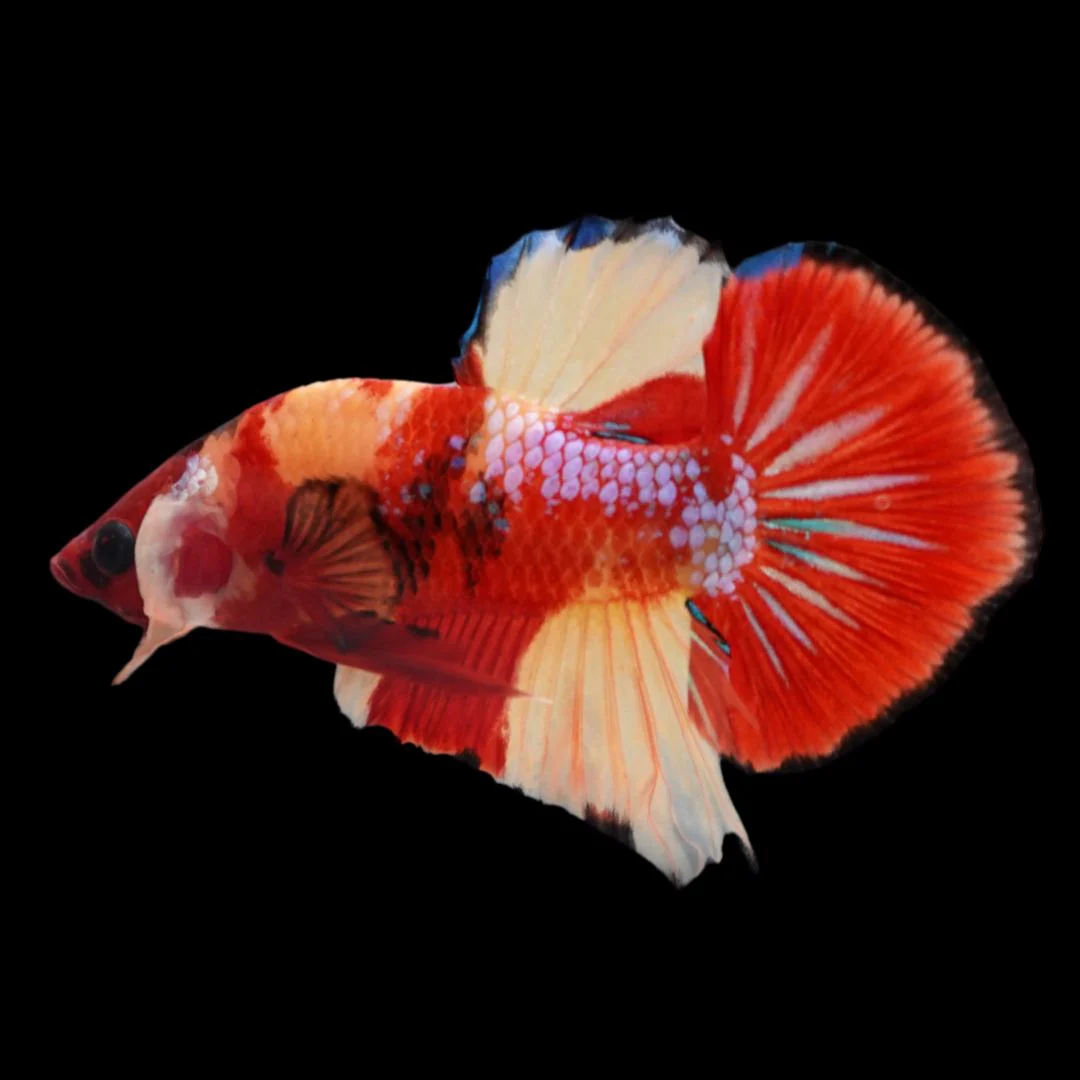 Rare Koi Multicolors Betta Fish (Male)