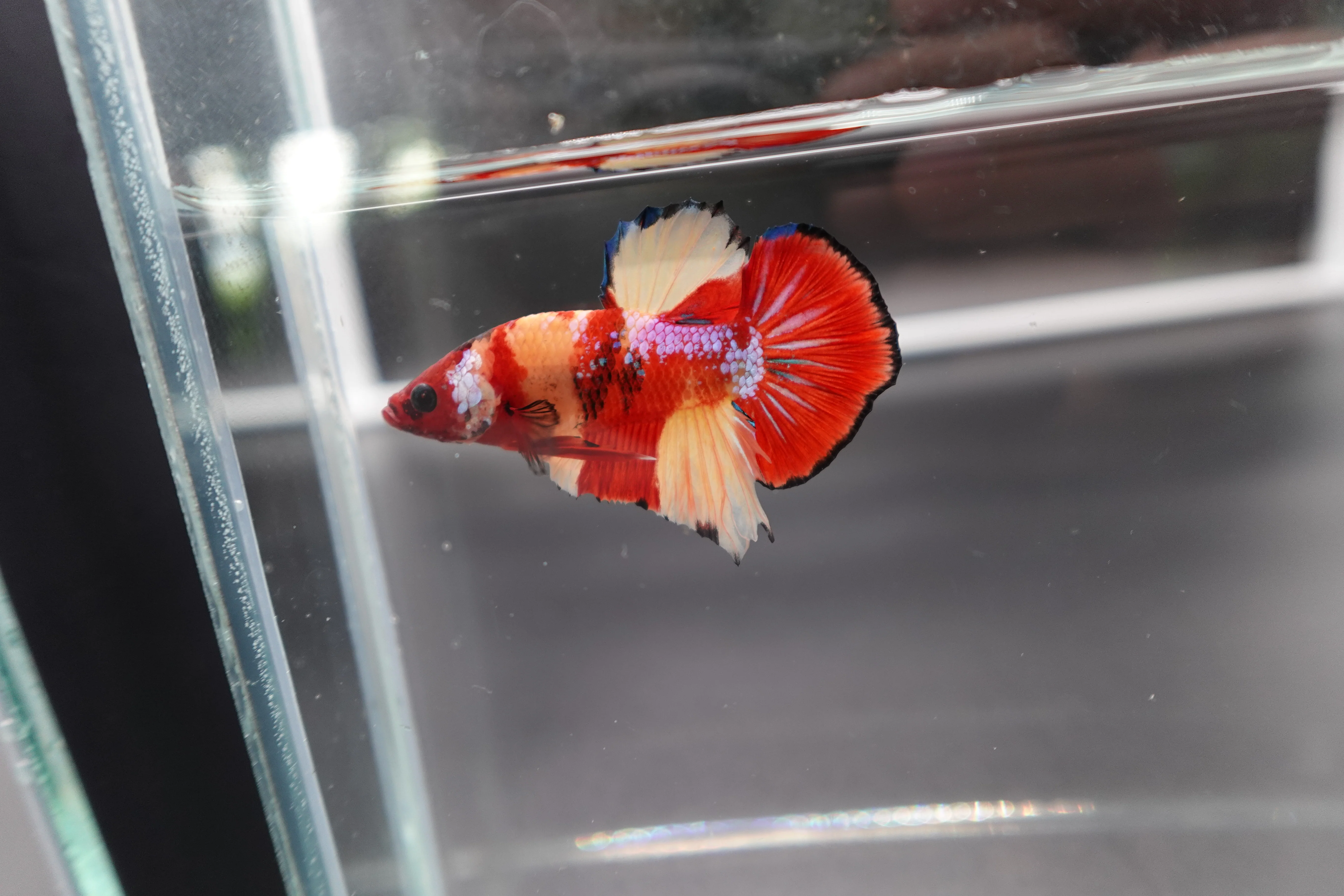 Rare Koi Multicolors Betta Fish (Male) - Image 2