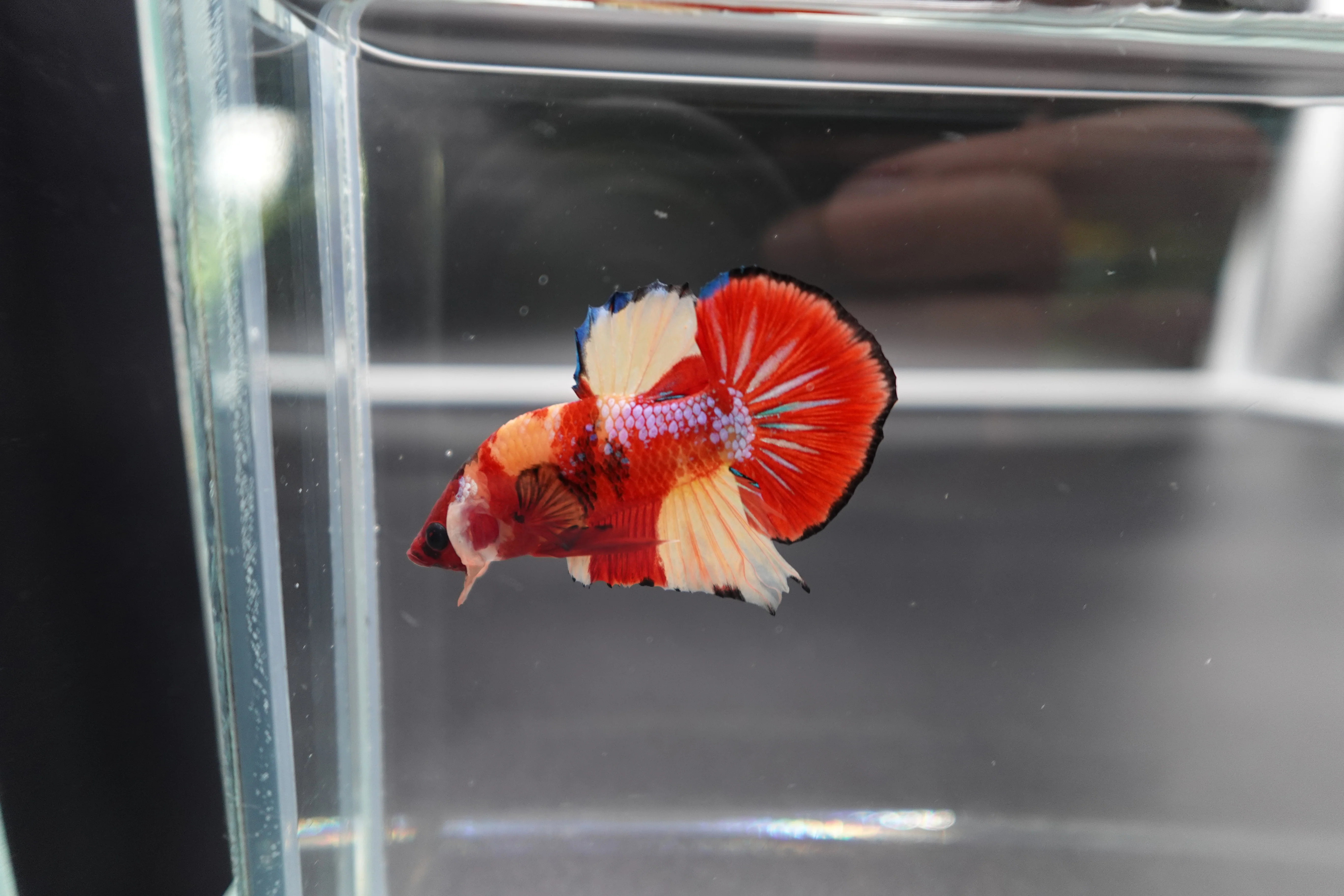 Rare Koi Multicolors Betta Fish (Male) - Image 3