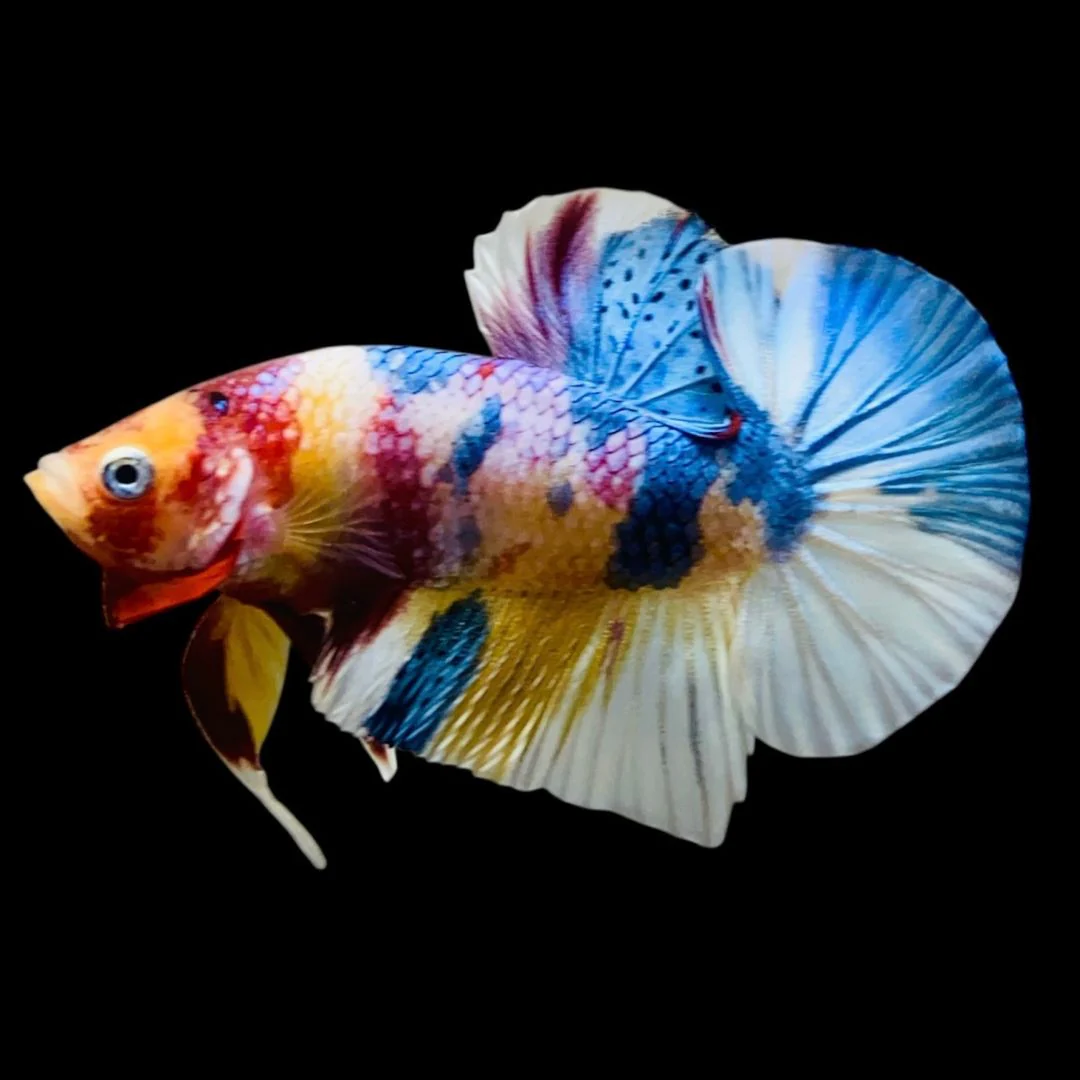 Rare Koi Multicolors Betta Fish (Male)