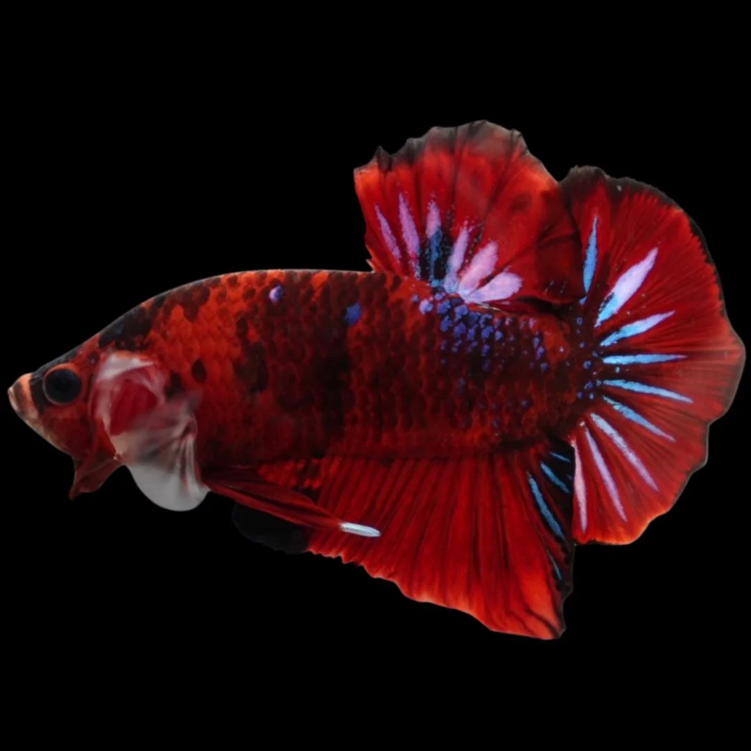 Rare Koi Multicolors Betta Fish (Male)