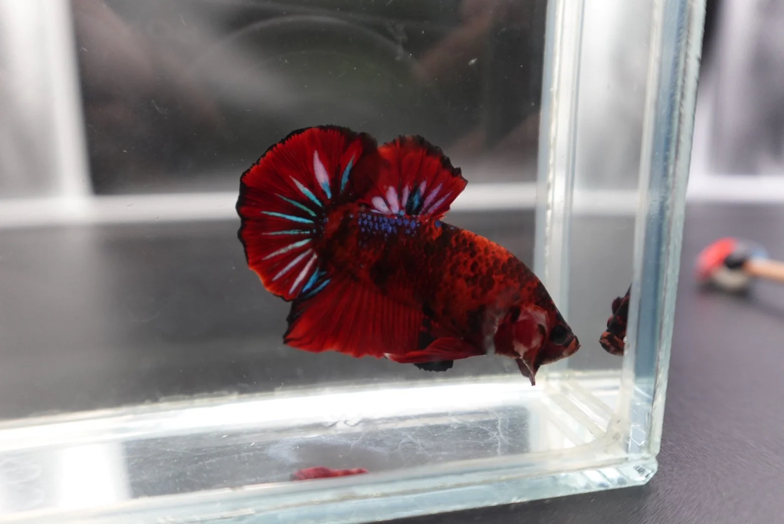 Rare Koi Multicolors Betta Fish (Male) - Image 2
