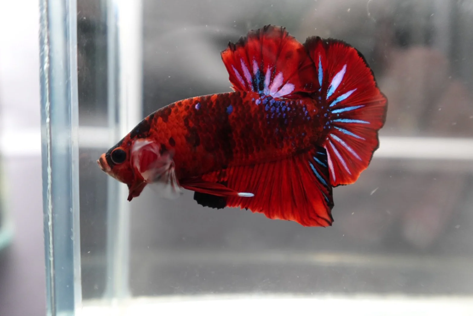 Rare Koi Multicolors Betta Fish (Male) - Image 3
