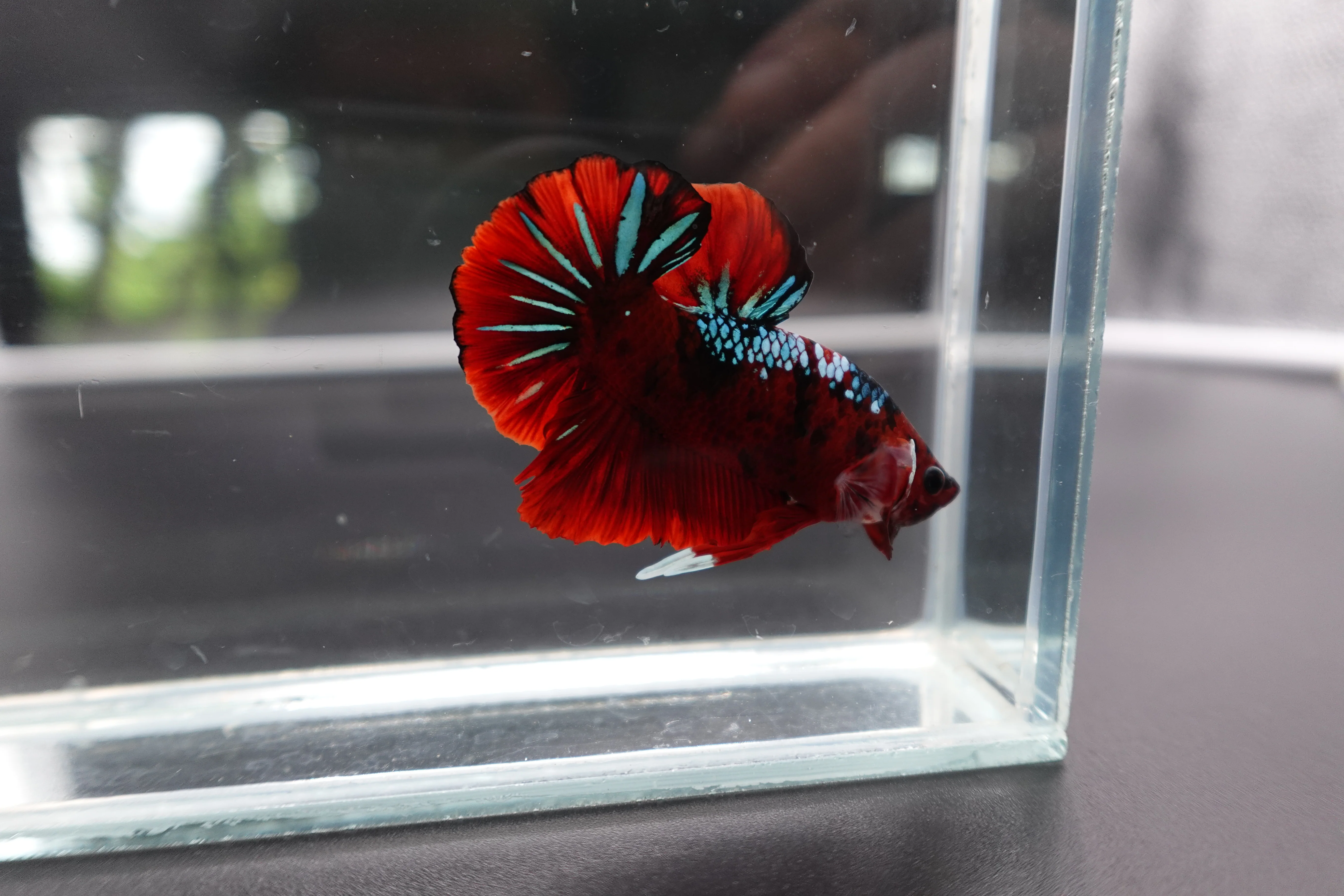 Rare Koi Multicolors Betta Fish (Male) - Image 3