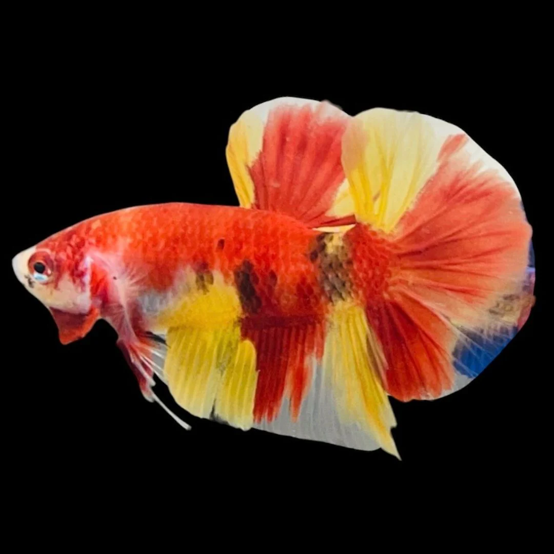 Rare Koi Multicolors Betta Fish (Male)