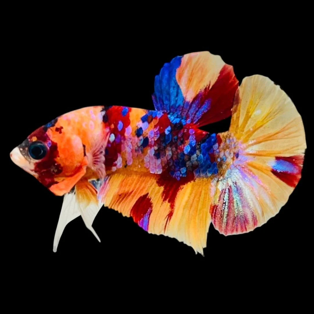 Rare Koi Multicolors Betta Fish (Male)