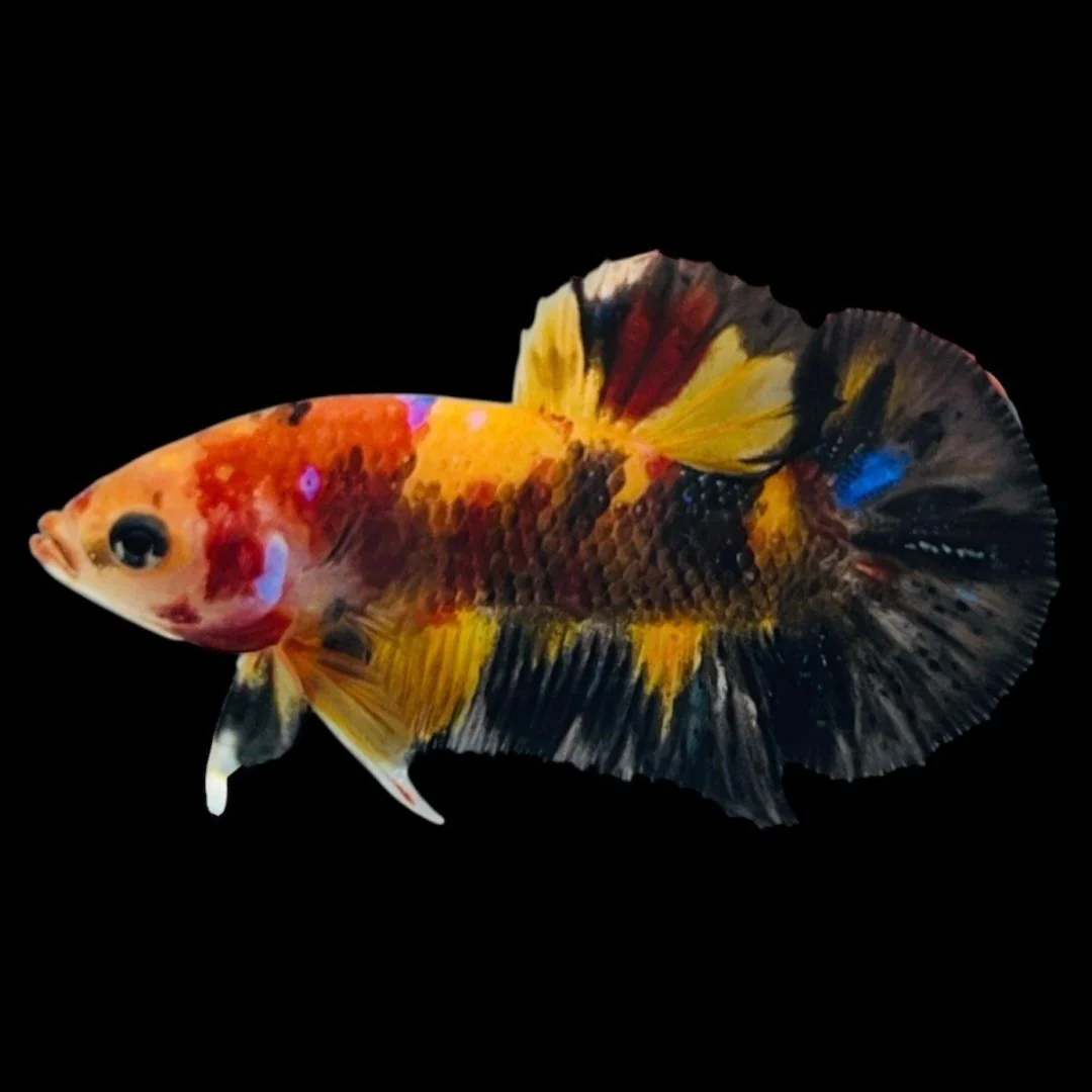 Rare Koi Multicolors Betta Fish (Male)