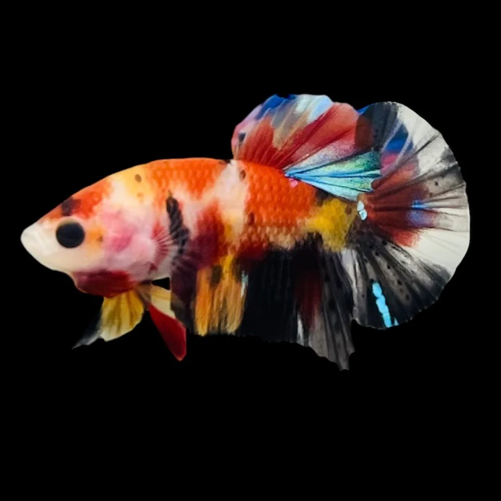 Rare Koi Multicolors Betta Fish (Male)