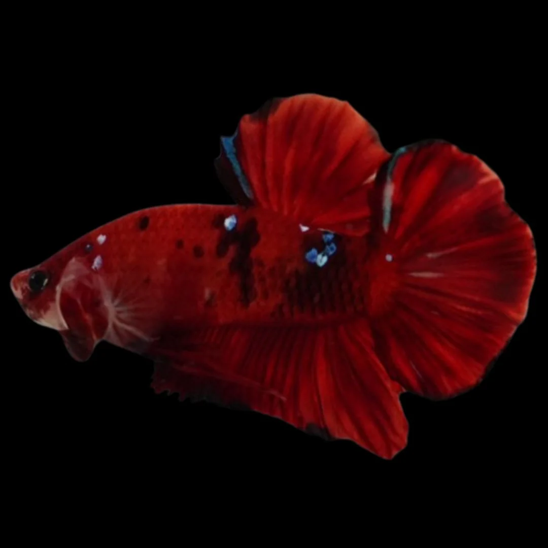 Rare Koi Multicolors Betta Fish (Male)