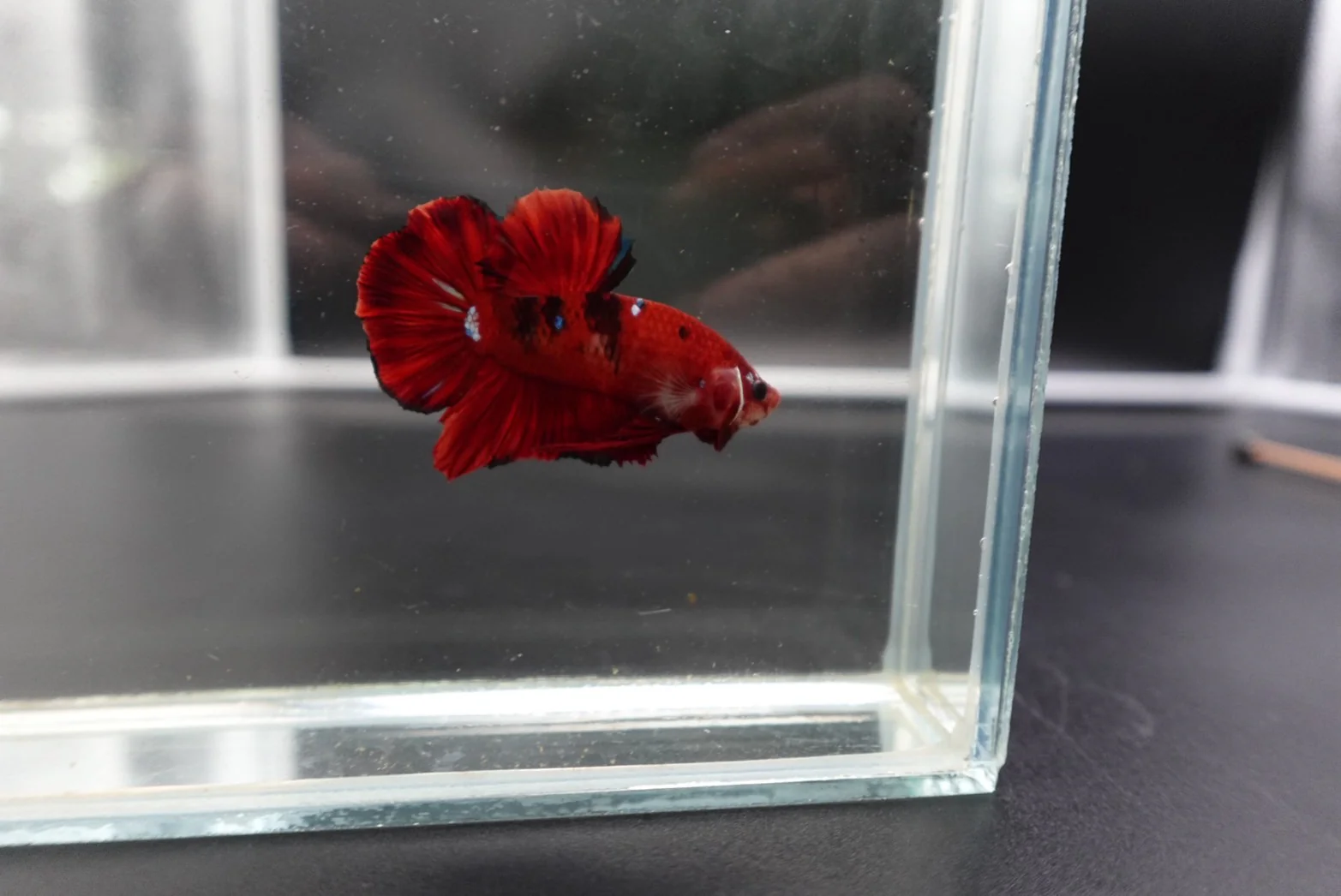Rare Koi Multicolors Betta Fish (Male) - Image 2