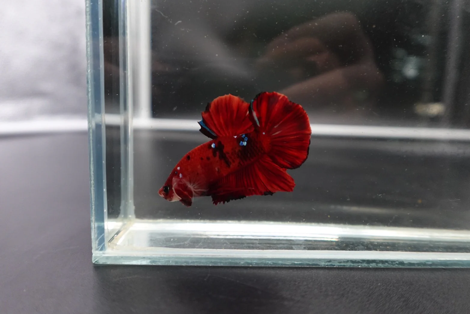 Rare Koi Multicolors Betta Fish (Male) - Image 3