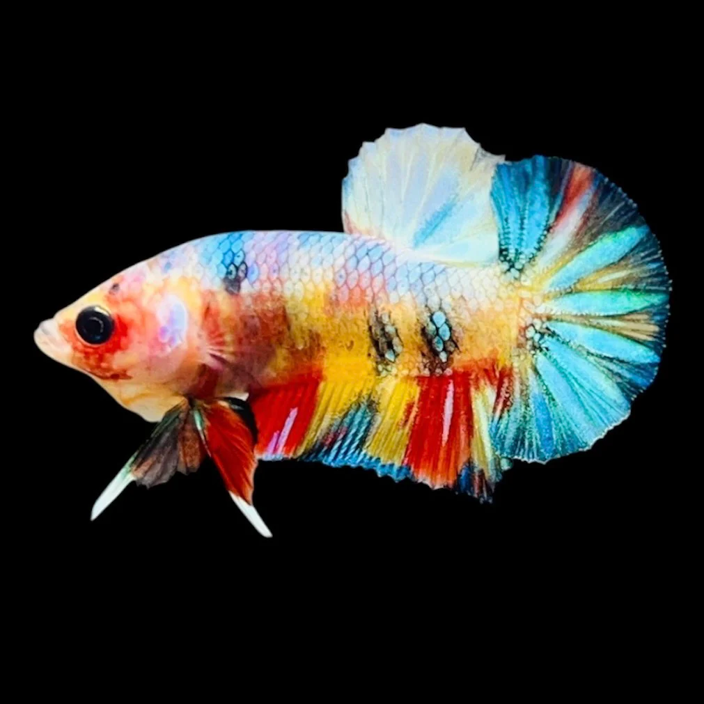 Rare Koi Multicolors Betta Fish (Male)