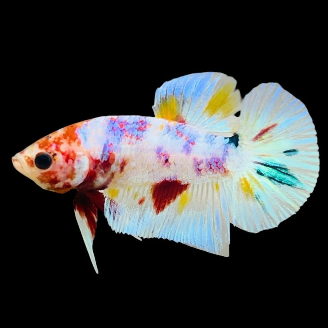 Rare Koi Multicolors Betta Fish (Male)