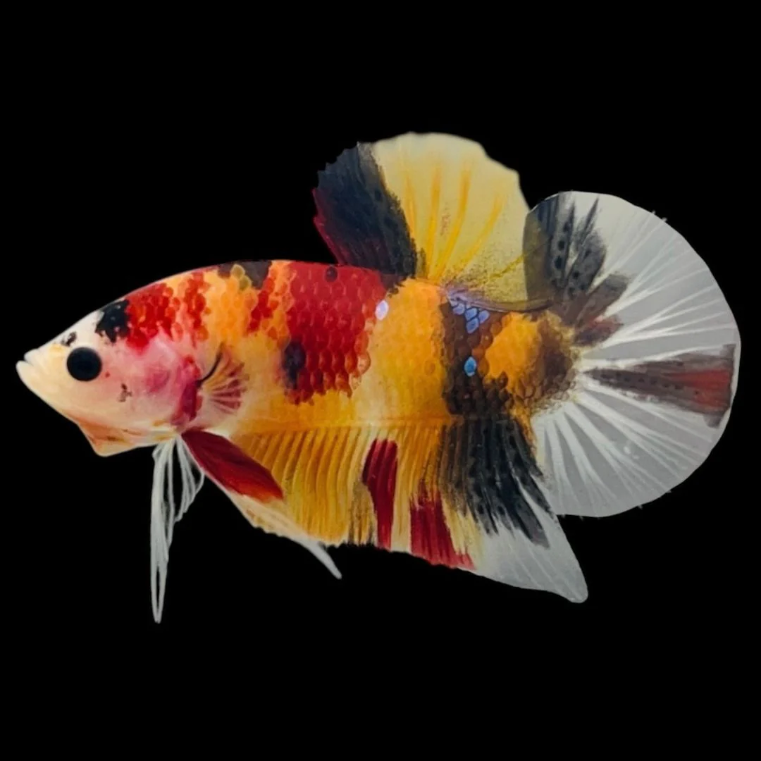 Rare Koi Multicolors Betta Fish (Male)