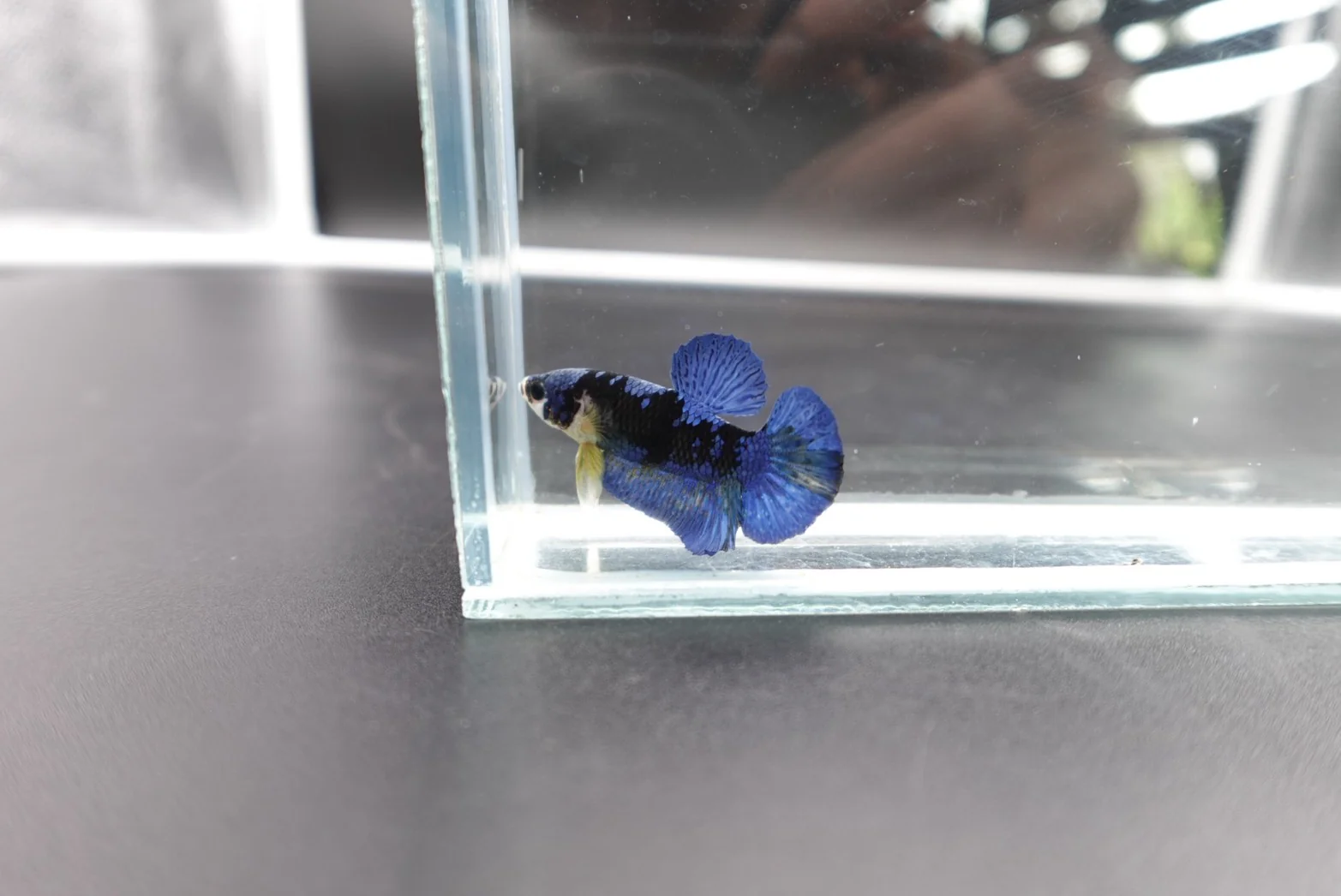 Rare Koi Multicolors Betta Fish (Male) - Image 2