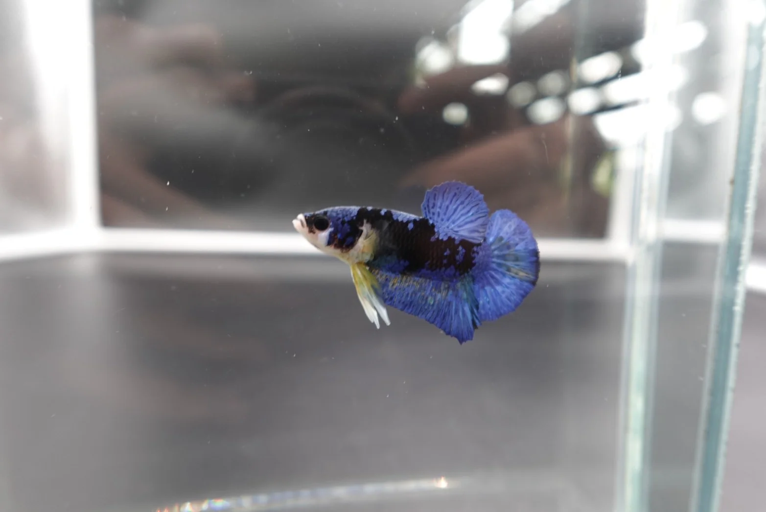 Rare Koi Multicolors Betta Fish (Male) - Image 3