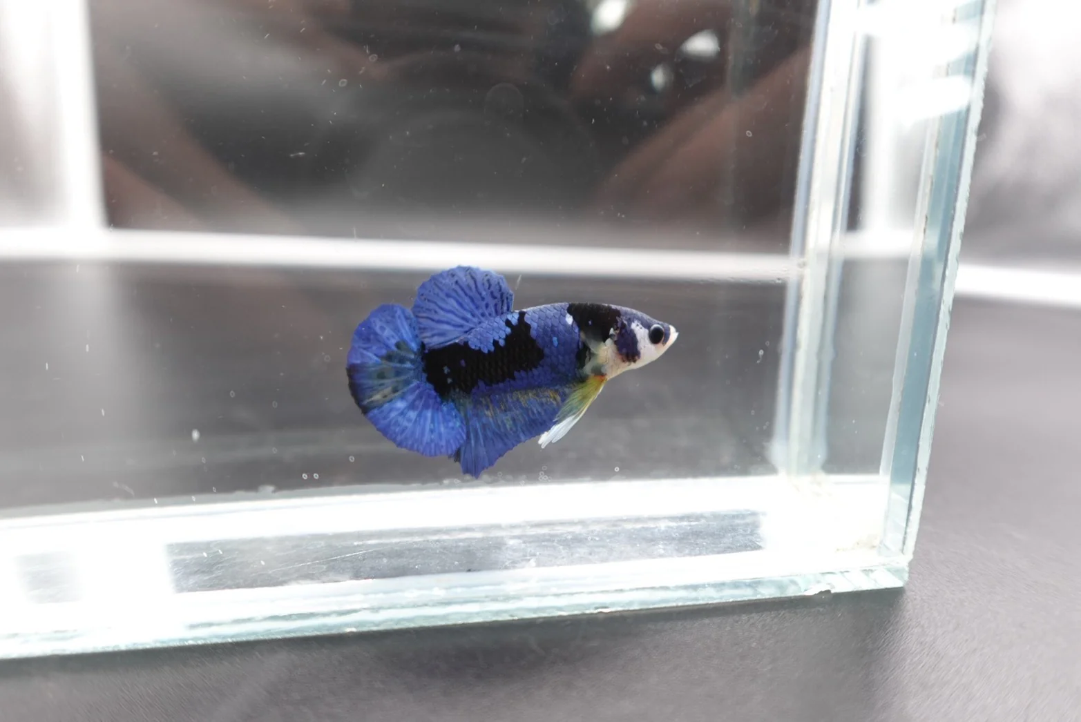 Rare Koi Multicolors Betta Fish (Male) - Image 4
