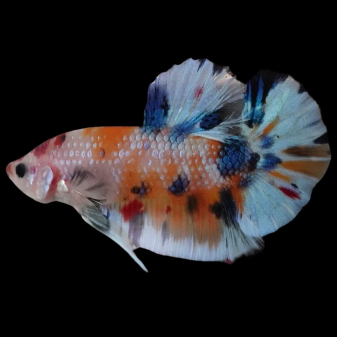 Rare Koi Multicolors Betta Fish (Male)