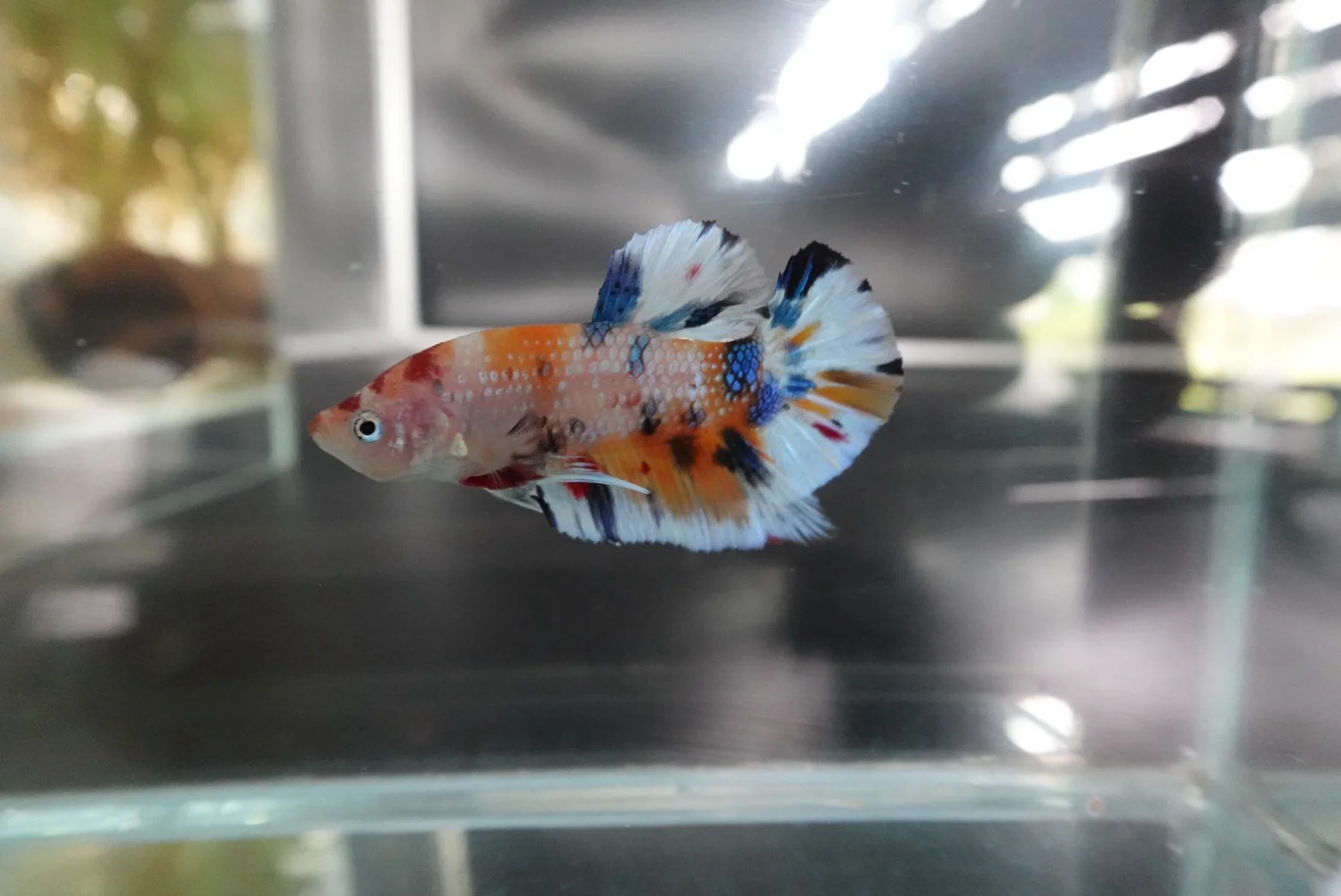 Rare Koi Multicolors Betta Fish (Male) - Image 2