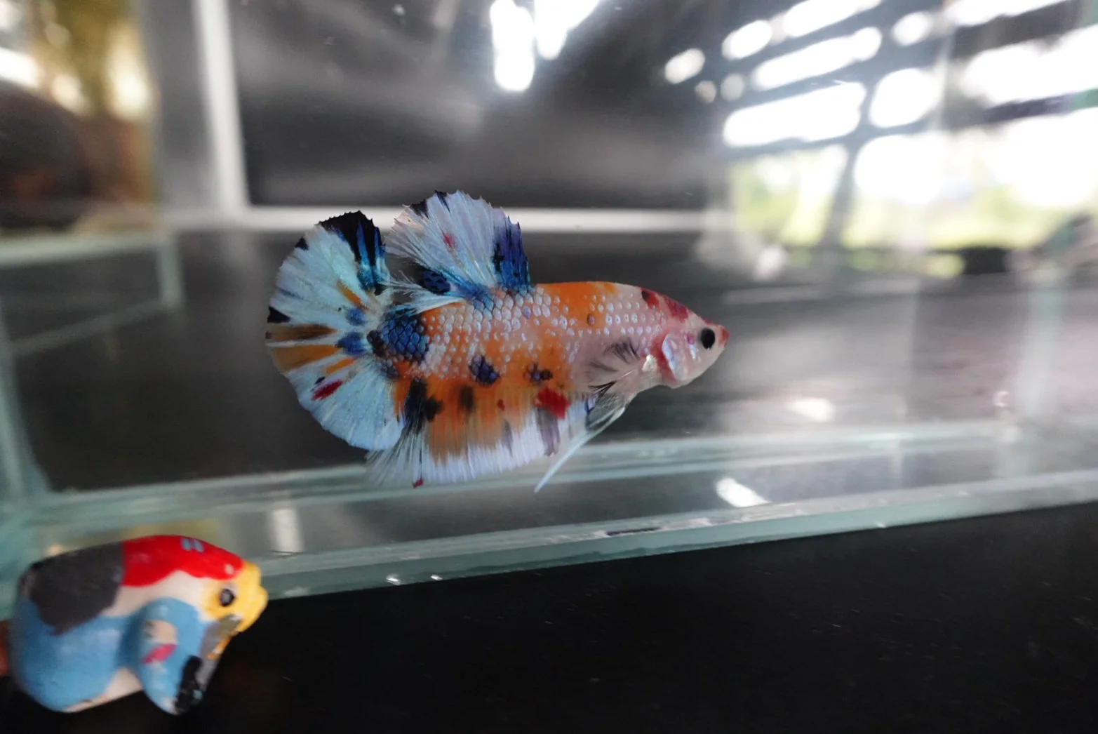 Rare Koi Multicolors Betta Fish (Male) - Image 3