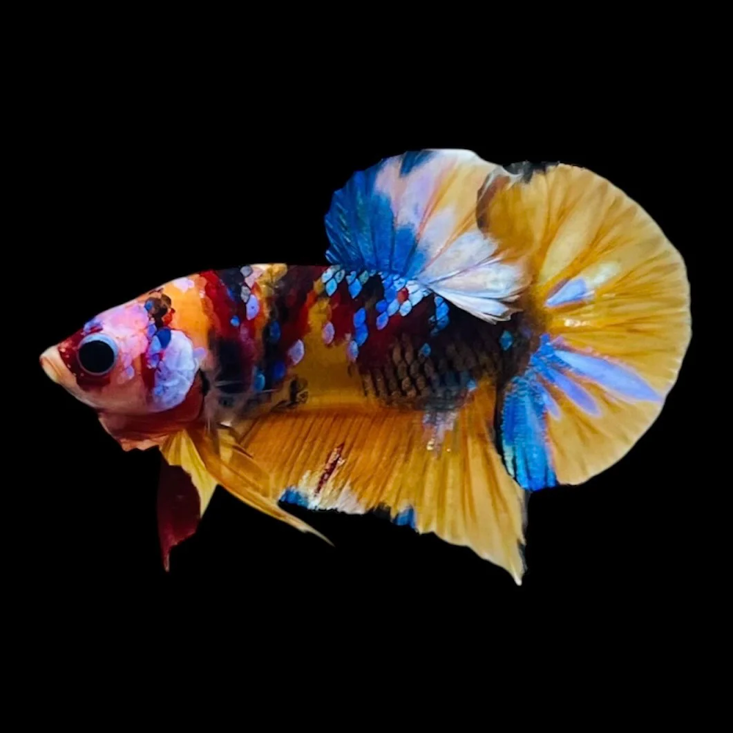Rare Koi Multicolors Betta Fish (Male)