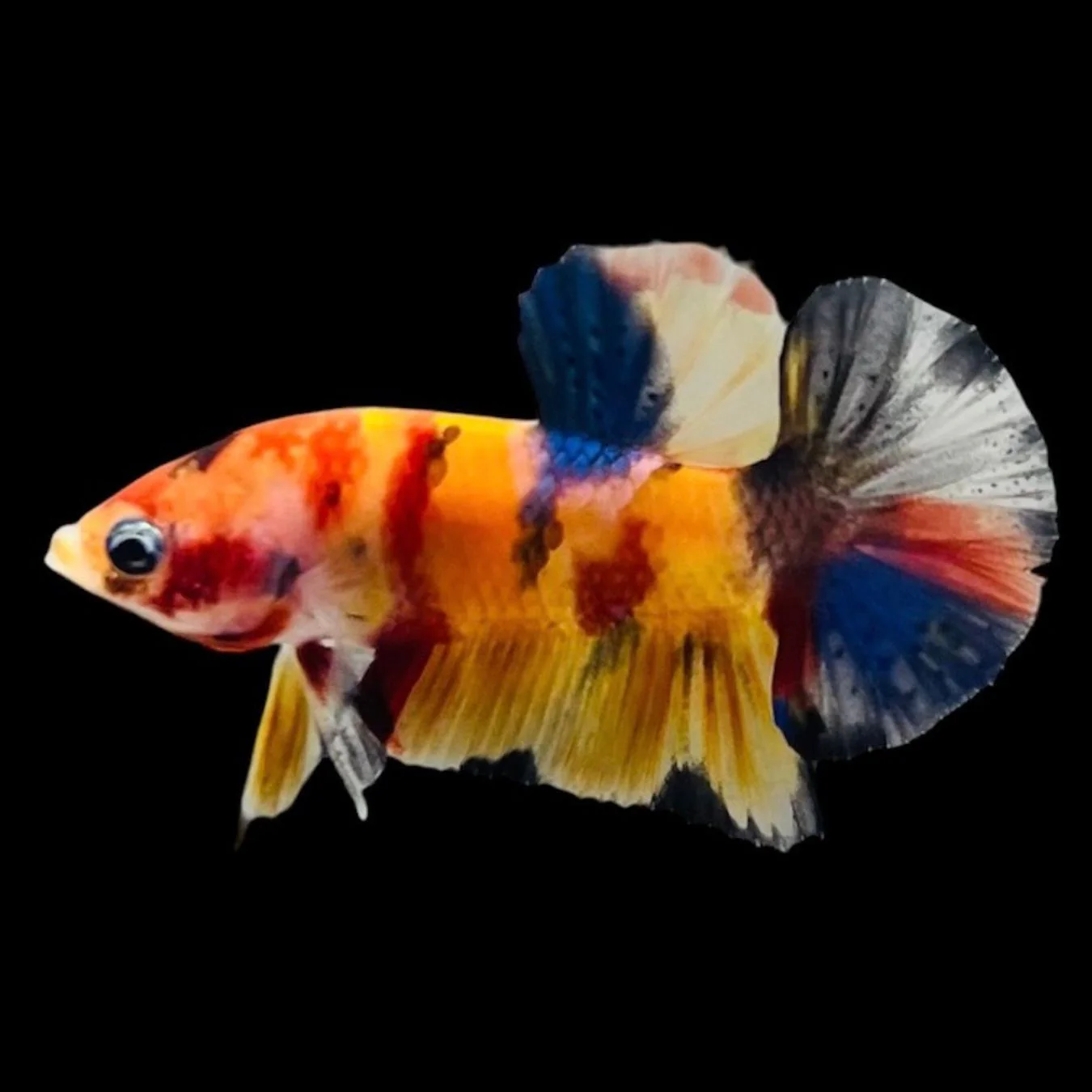 Rare Koi Multicolors Betta Fish (Male)