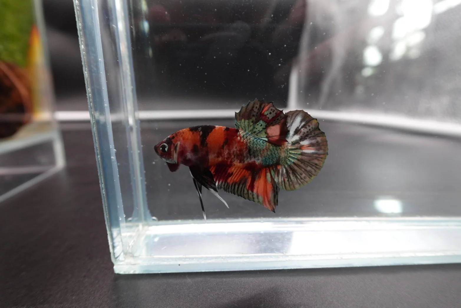 Rare Koi Orange Copper Betta Fish (Male) - Image 2