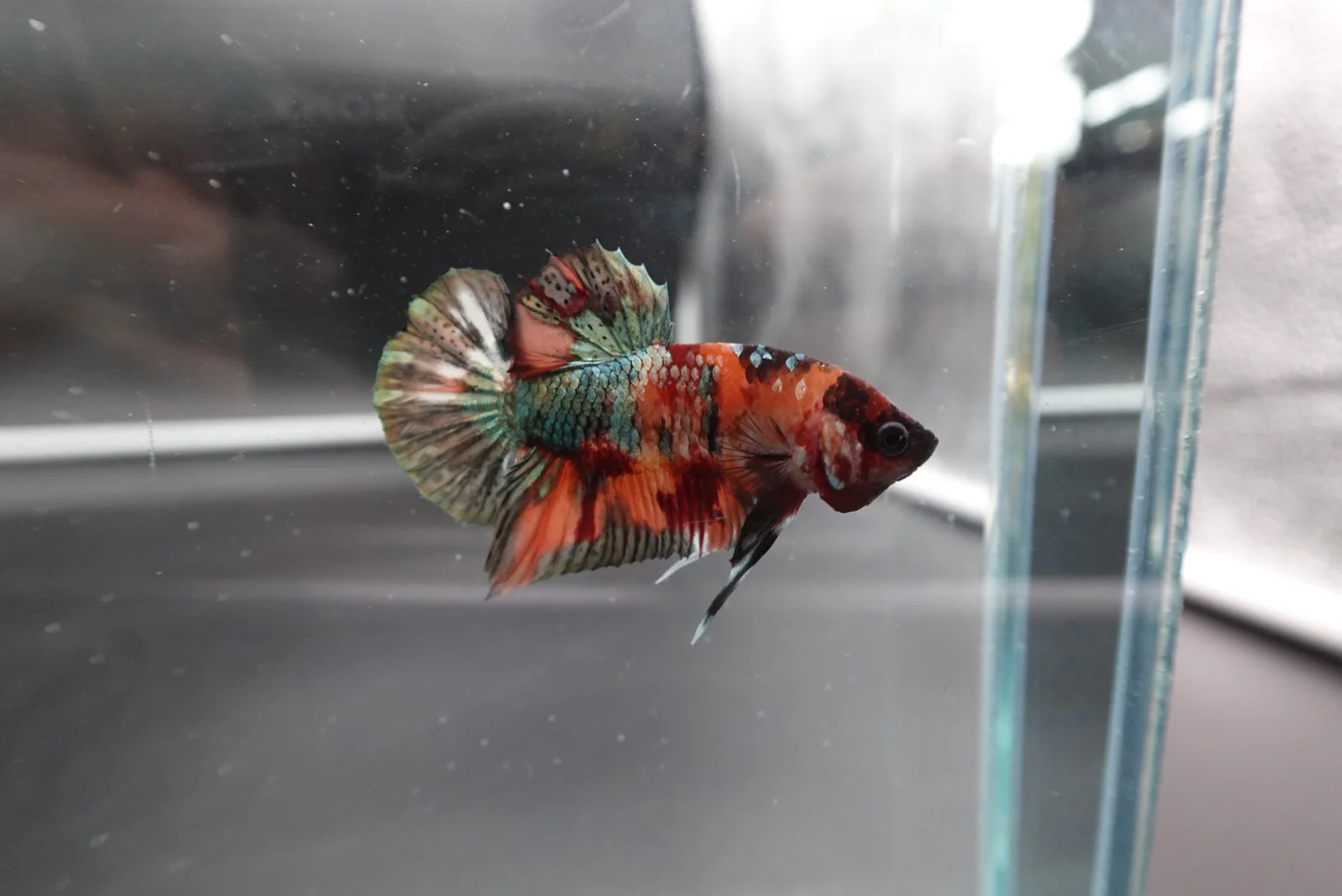 Rare Koi Orange Copper Betta Fish (Male) - Image 3