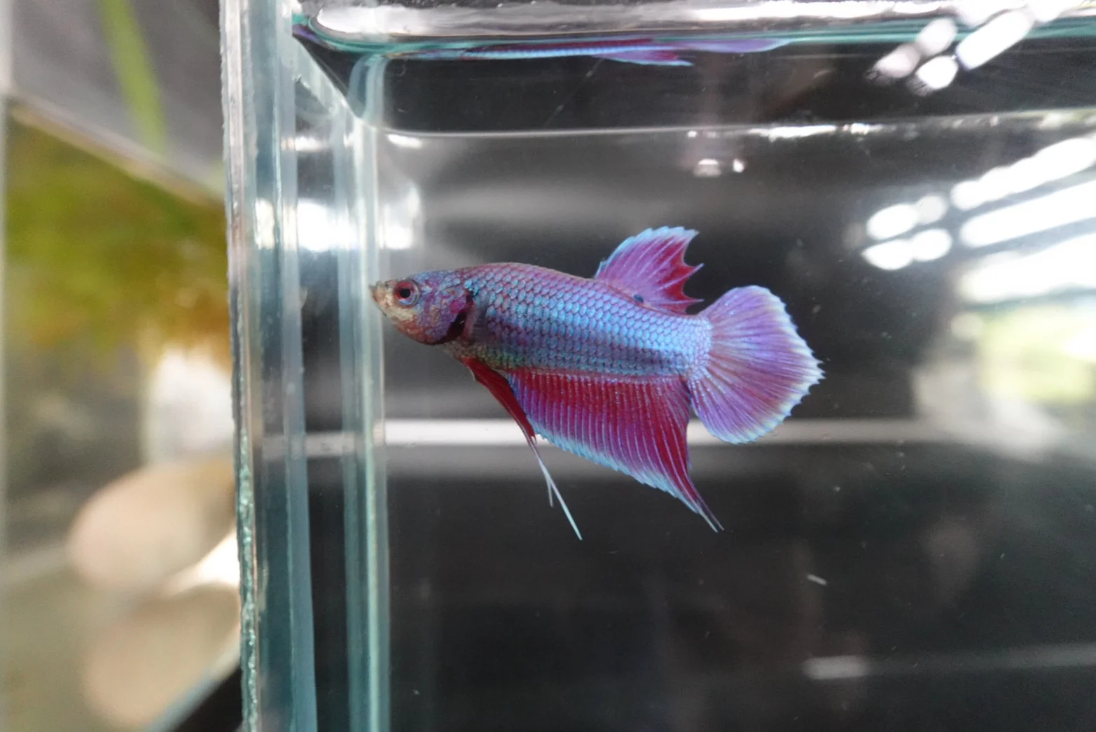 Rare Orchid Betta Fish (Male) - Image 2