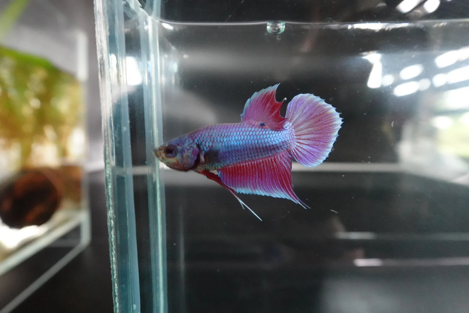 Rare Orchid Betta Fish (Male) - Image 3