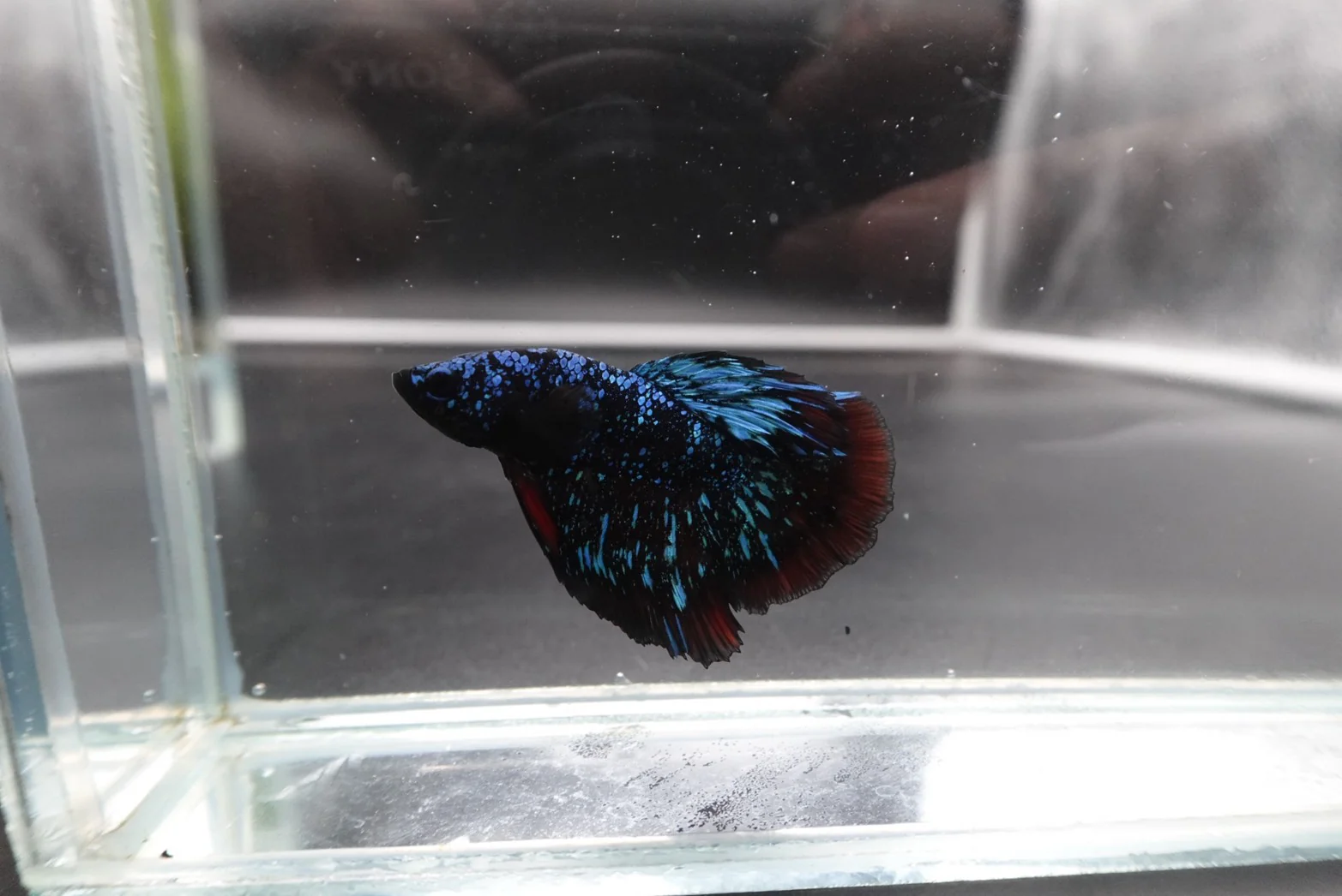 Rare Pair Avatar Betta Fish (Male & Female) - Image 2
