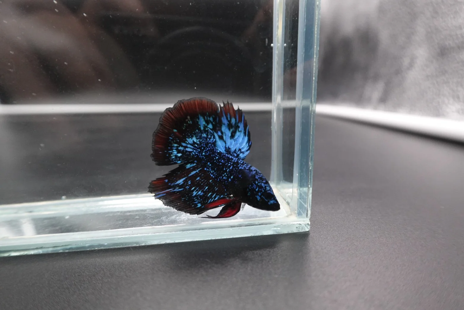 Rare Pair Avatar Betta Fish (Male & Female) - Image 3
