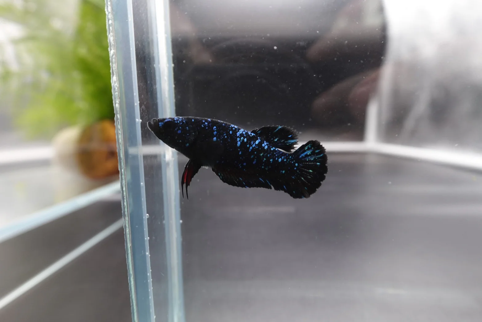 Rare Pair Avatar Betta Fish (Male & Female) - Image 4