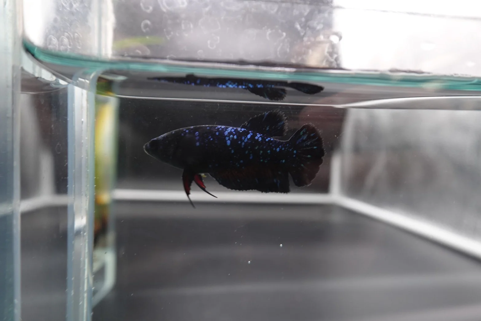 Rare Pair Avatar Betta Fish (Male & Female) - Image 5