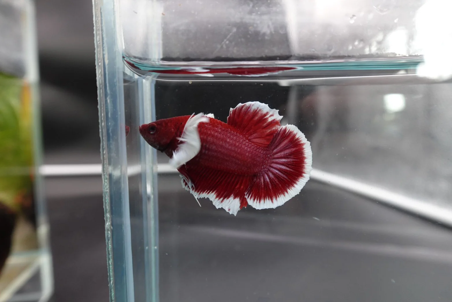 Rare Pair Dumbo Cherry Red Betta Fish (Male & Female) - Image 2