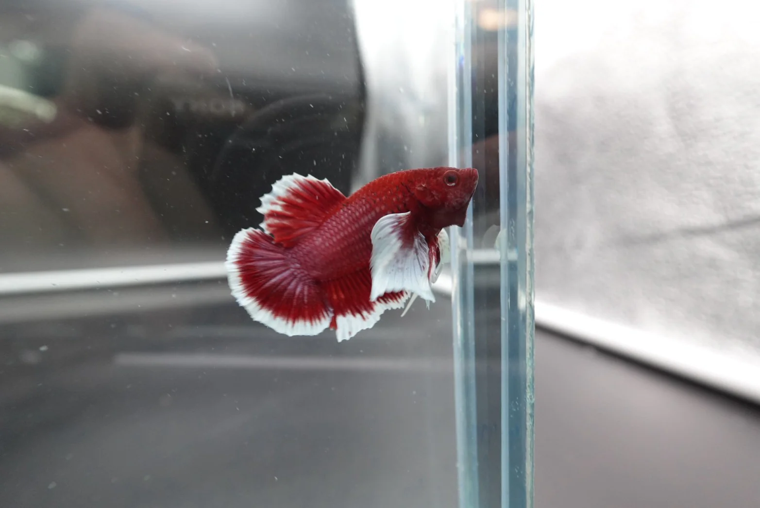 Rare Pair Dumbo Cherry Red Betta Fish (Male & Female) - Image 3
