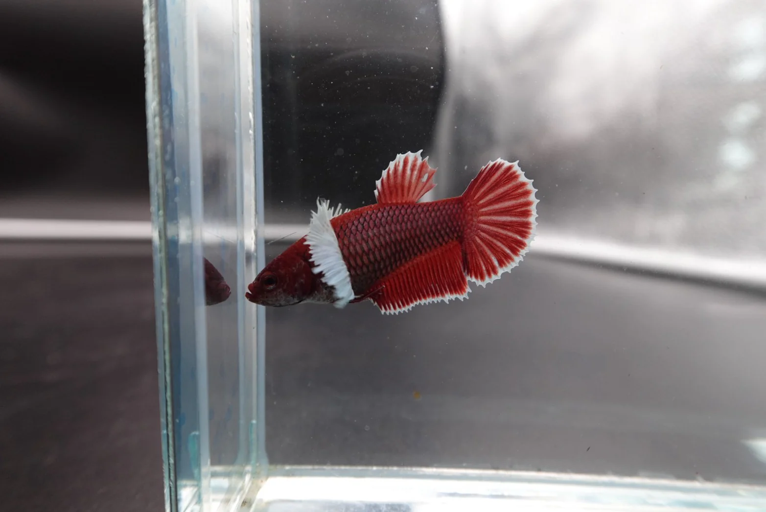 Rare Pair Dumbo Cherry Red Betta Fish (Male & Female) - Image 4