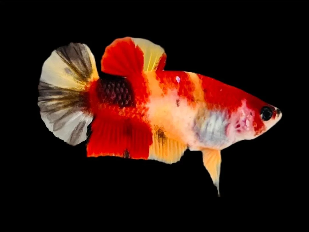 Rare Pair Koi Multicolors Betta Fish (Male & Female) - Image 3