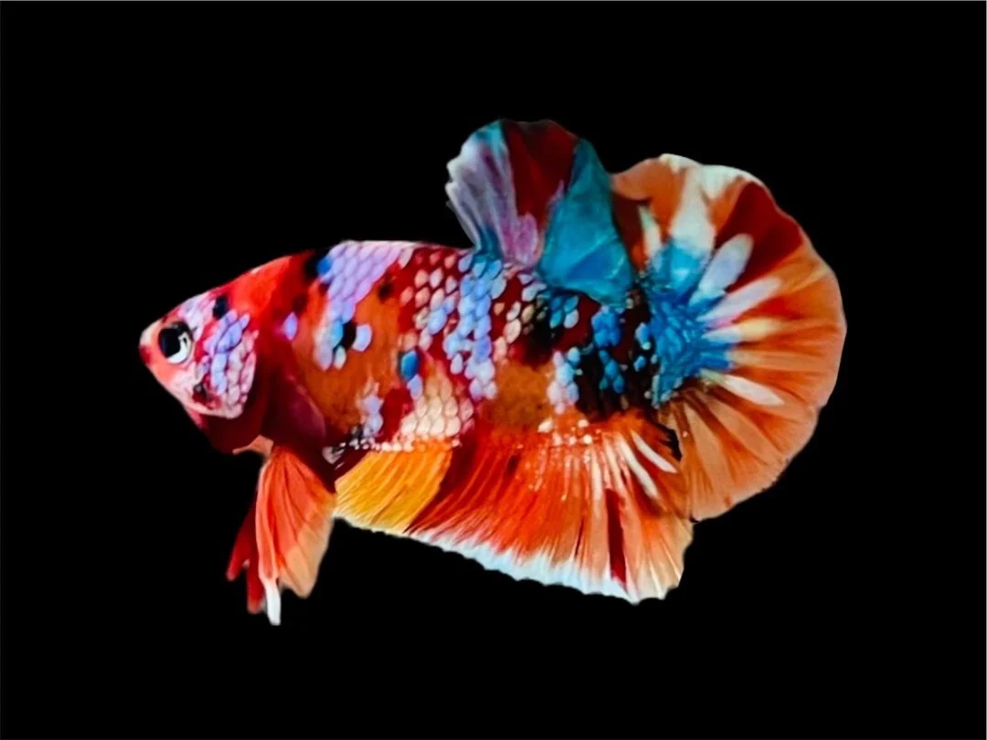 Rare Pair Koi Multicolors Betta Fish (Male & Female) - Image 2