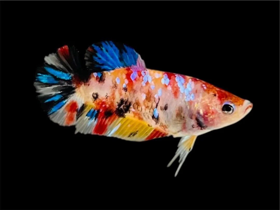 Rare Pair Koi Multicolors Betta Fish (Male & Female) - Image 3