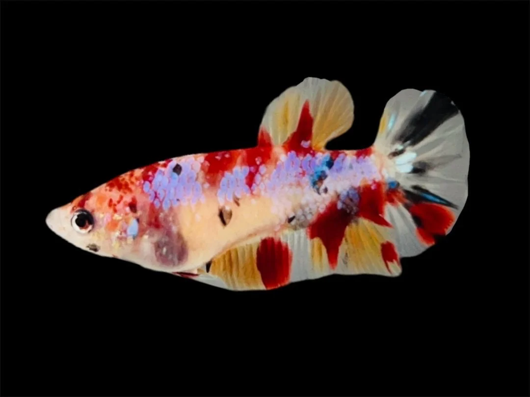 Rare Pair Koi Multicolors Betta Fish (Male & Female) - Image 3
