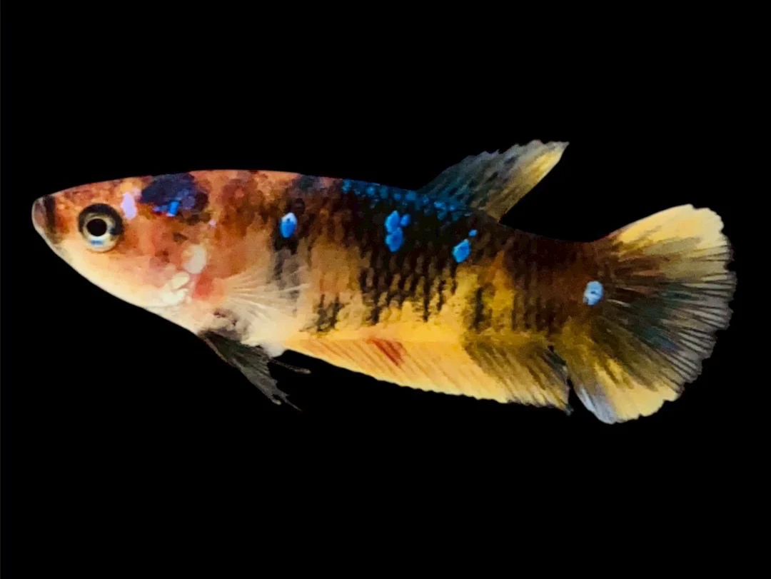 Rare Pair Koi Multicolors Betta Fish (Male & Female) - Image 3